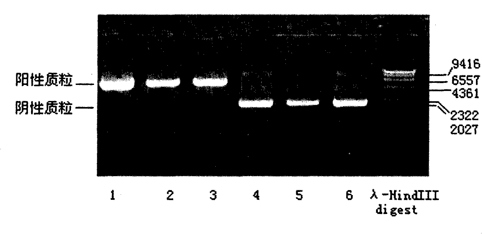 Human leukocyte antigen HLA-A and HLA-B gene full-length sequencing method and HLA gene sequencing and typing method