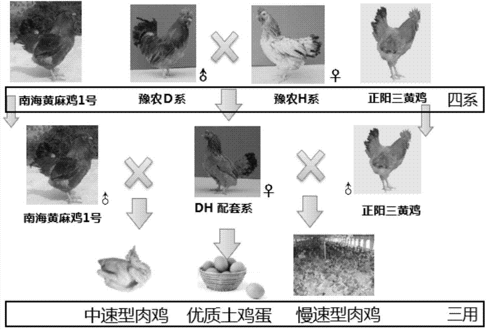 Feather color automatic sexing hen mating strain and hen mating strain four-strain-three-purpose mating using method