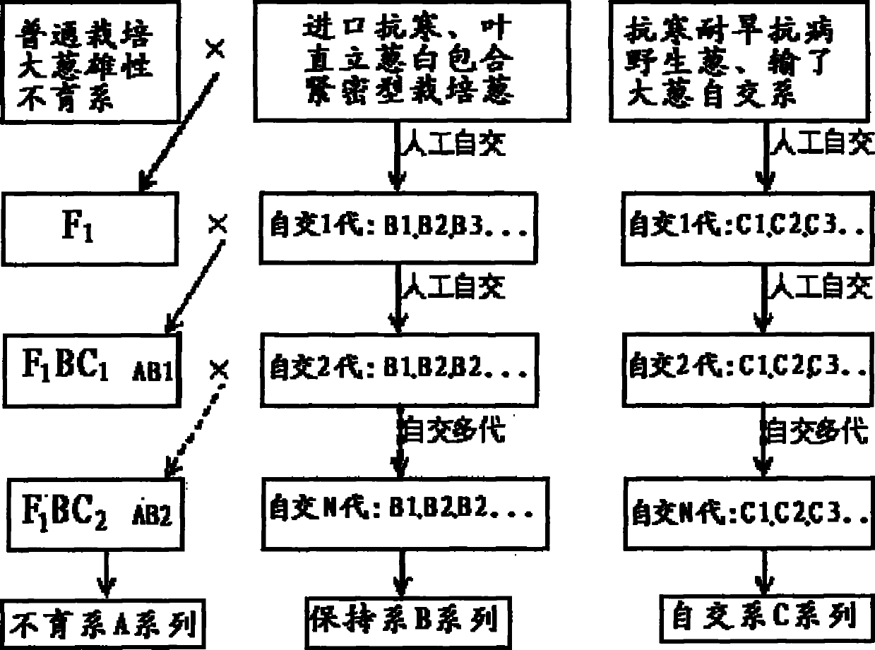 Breeding method of stress resistant green onion breed