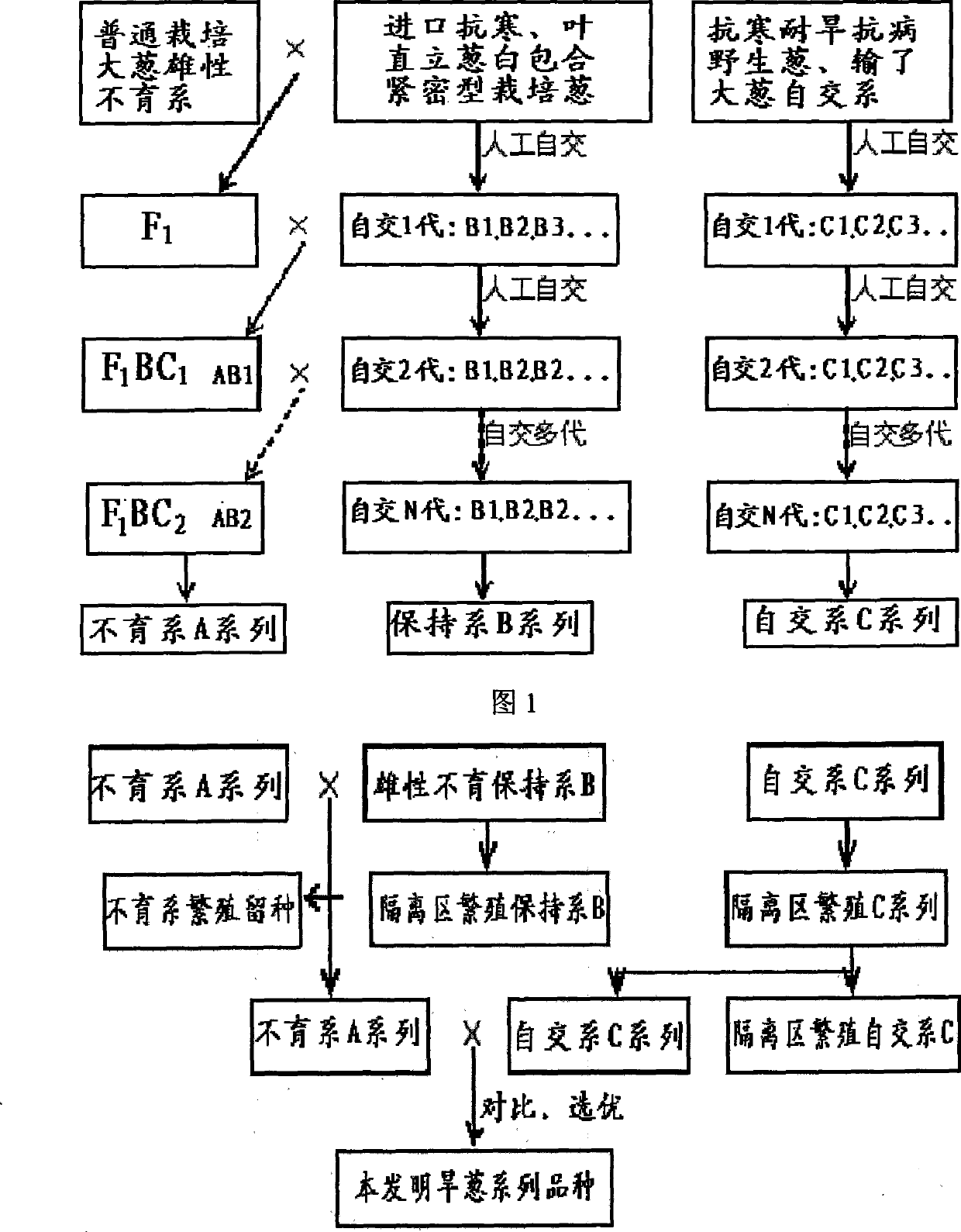 Breeding method of stress resistant green onion breed