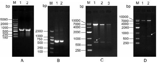 Bacillus thuringiensis with high insecticidal performance and environmental friendliness and application thereof