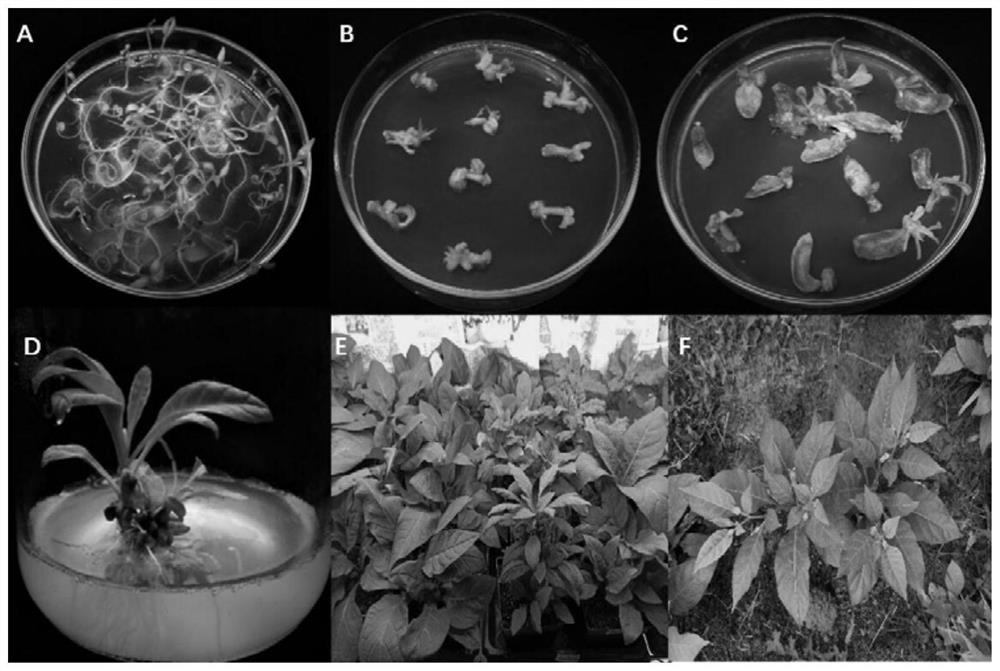 Method for increasing tropine alkaloid content in belladonna