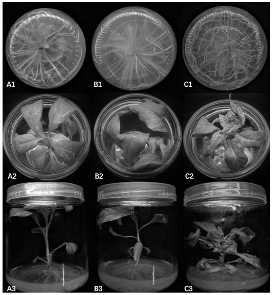 Method for increasing tropine alkaloid content in belladonna