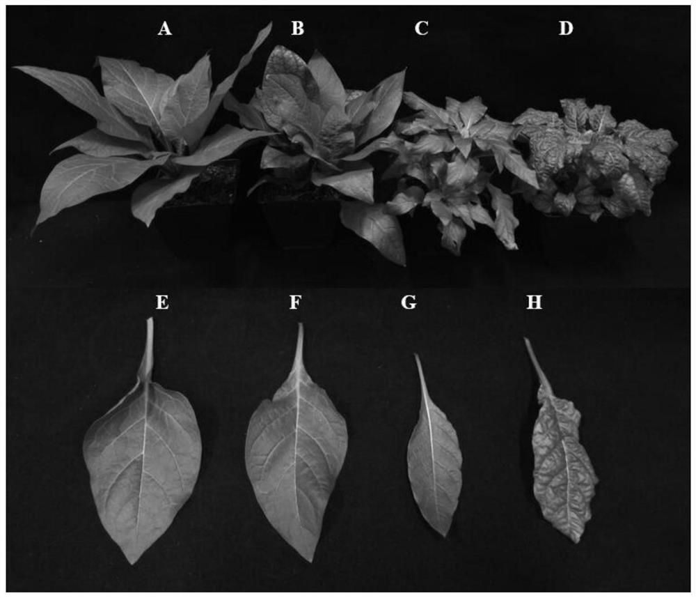 Method for increasing tropine alkaloid content in belladonna