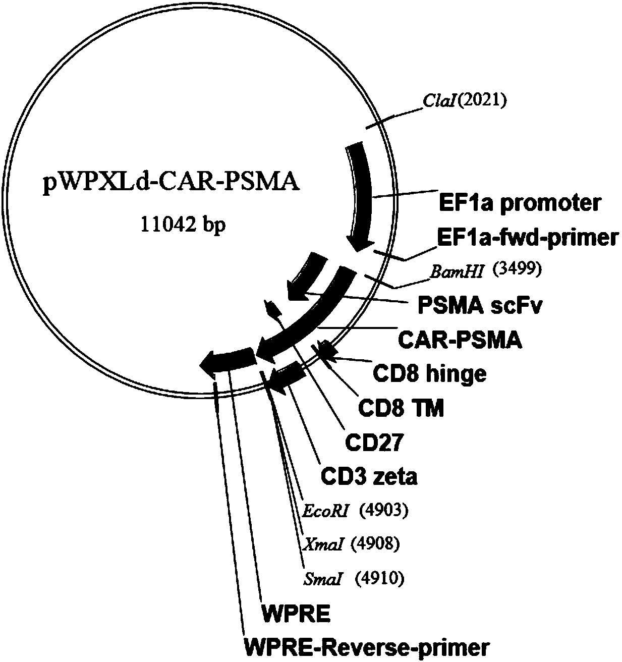 Chimeric antigen receptor and chimeric antigen receptor T cell targeting prostate specific membrane antigen (PSMA), preparation method of chimeric antigen receptor T cells and applications of chimeric antigen receptor and chimeric antigen receptor T cells