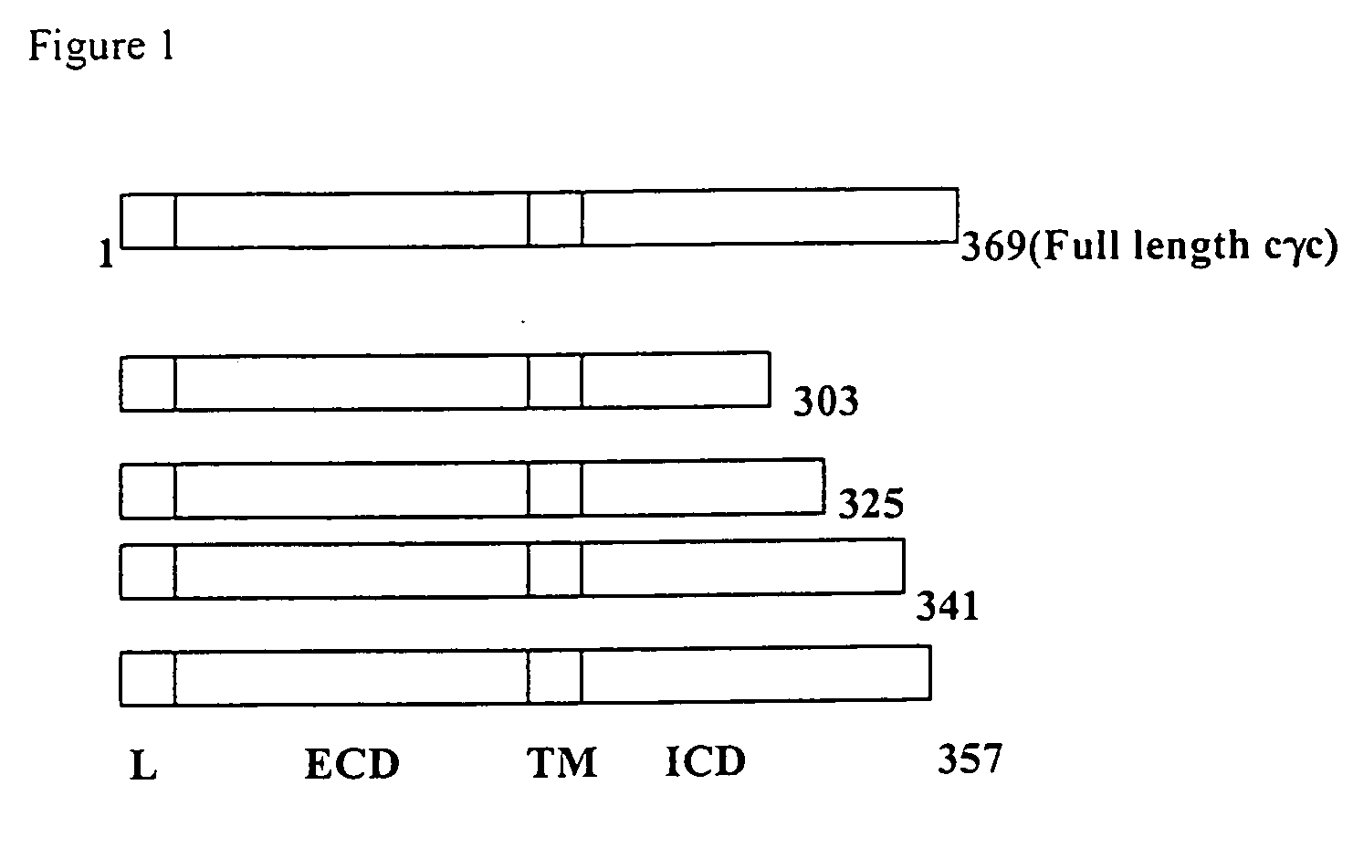 Derivatives of the il-2 receptor gamma chain, their production and use