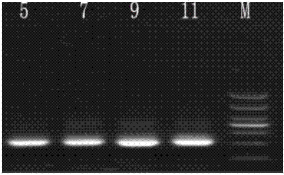 DNA Marker for detecting coal geology microorganism bacterium species, and preparation method and application