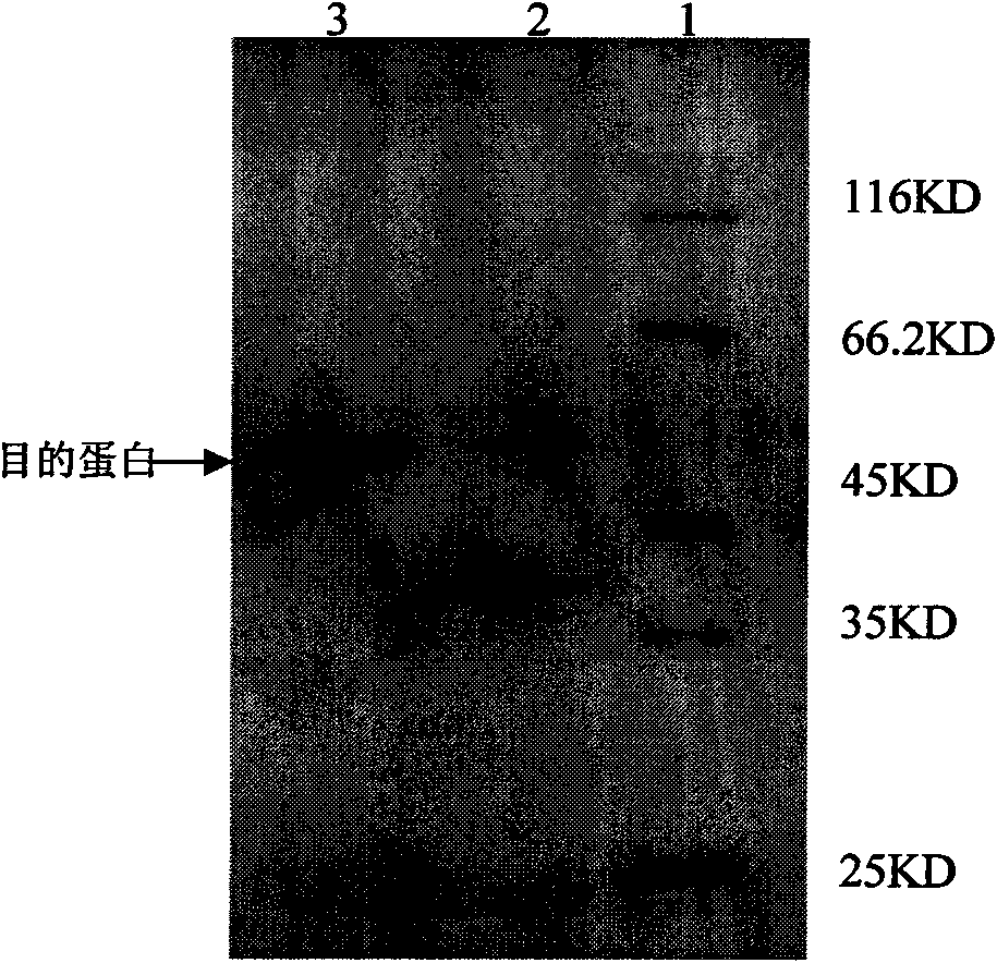 Organic solvent tolerant protease and producing strain thereof