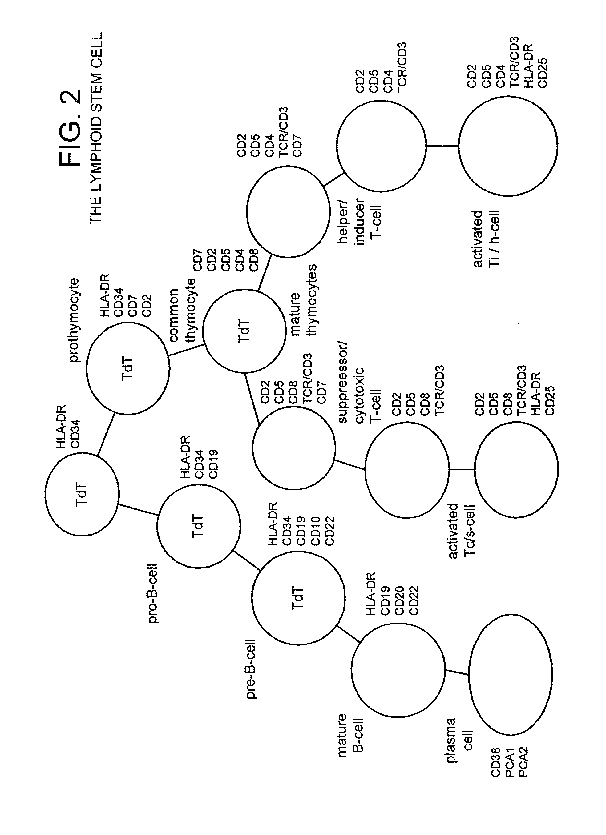Method of preparing an undifferentiated cell