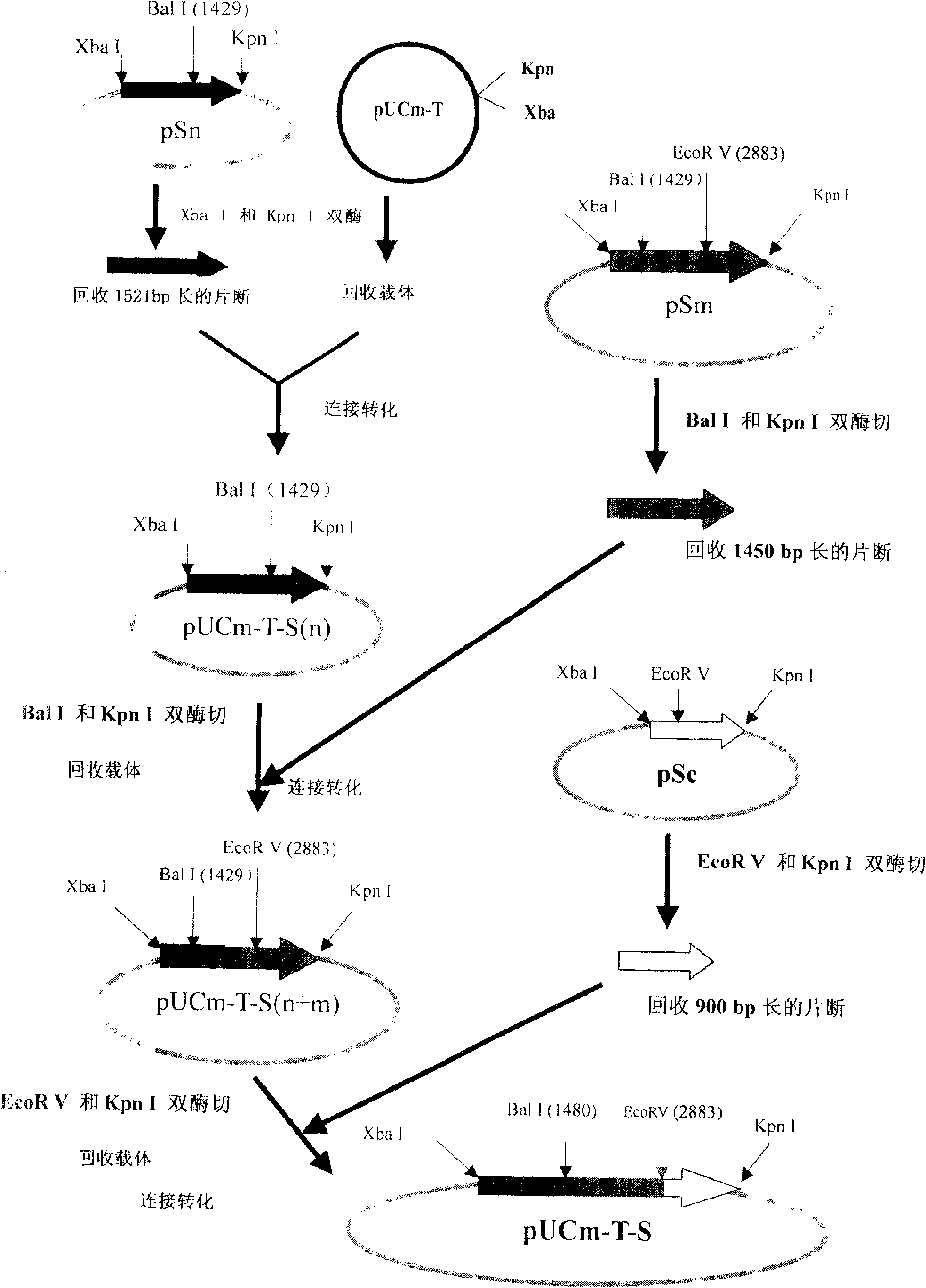 Coronal virus genetic engineering protein and use thereof