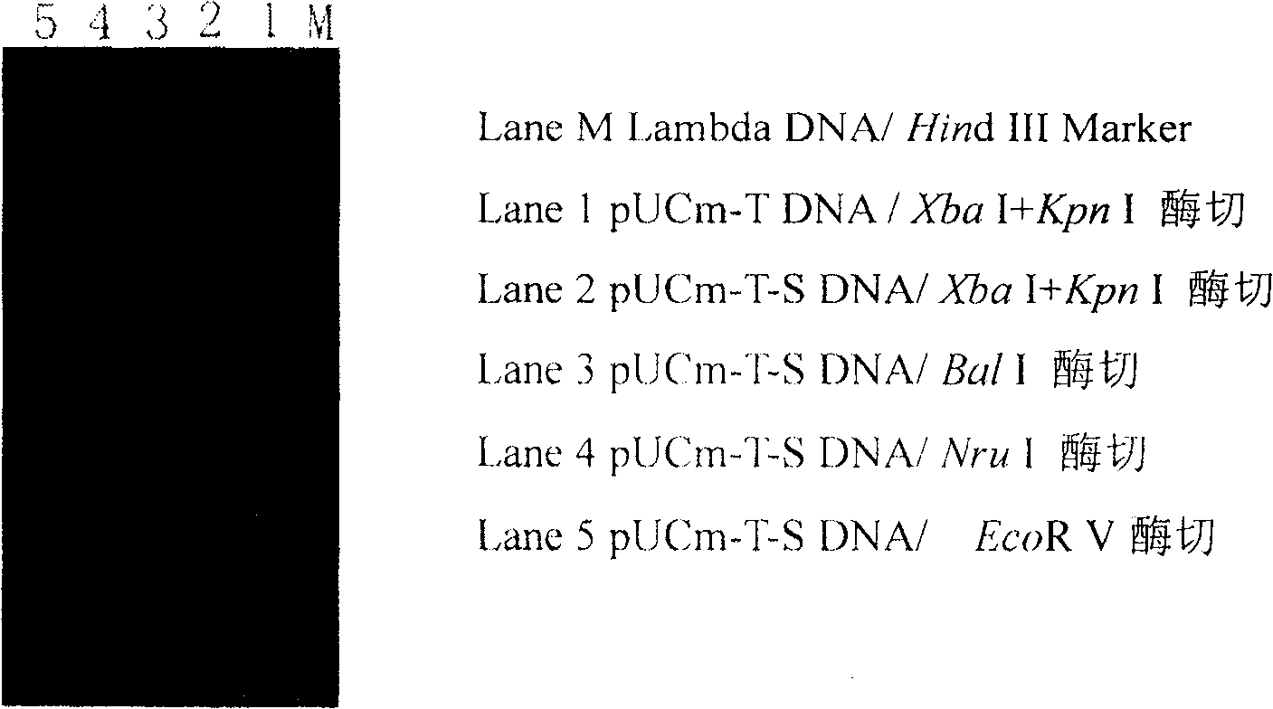 Coronal virus genetic engineering protein and use thereof