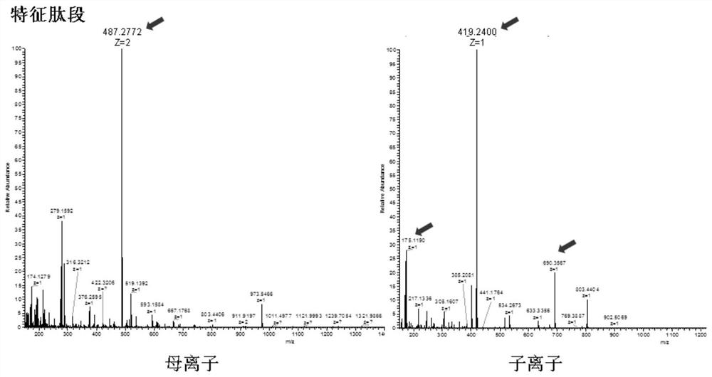 A mass spectrometry method and application for quantifying nucleic acids based on DNA-polypeptide probe technology