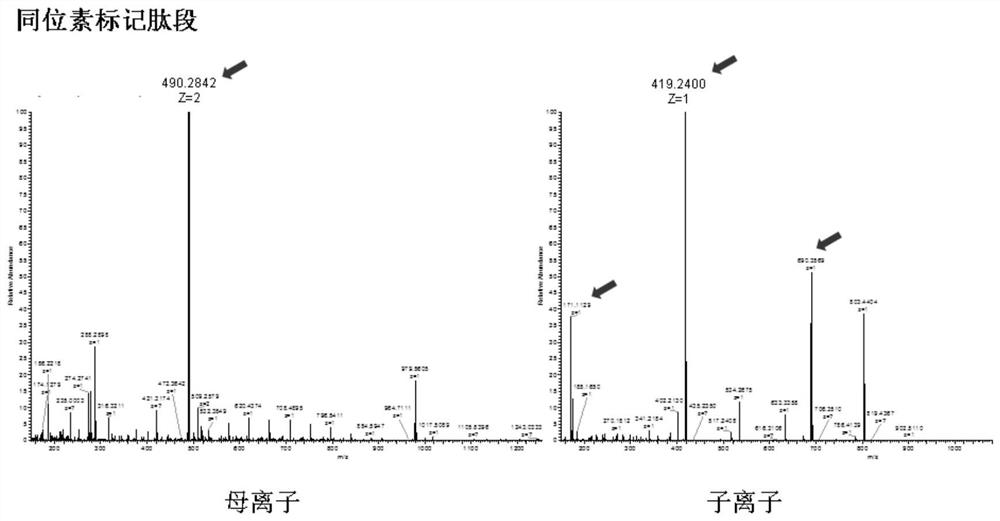 A mass spectrometry method and application for quantifying nucleic acids based on DNA-polypeptide probe technology