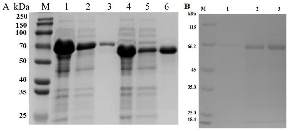 Actinobacillus pleuropneumoniae subunit vaccine