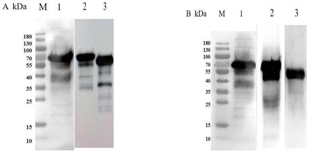 Actinobacillus pleuropneumoniae subunit vaccine