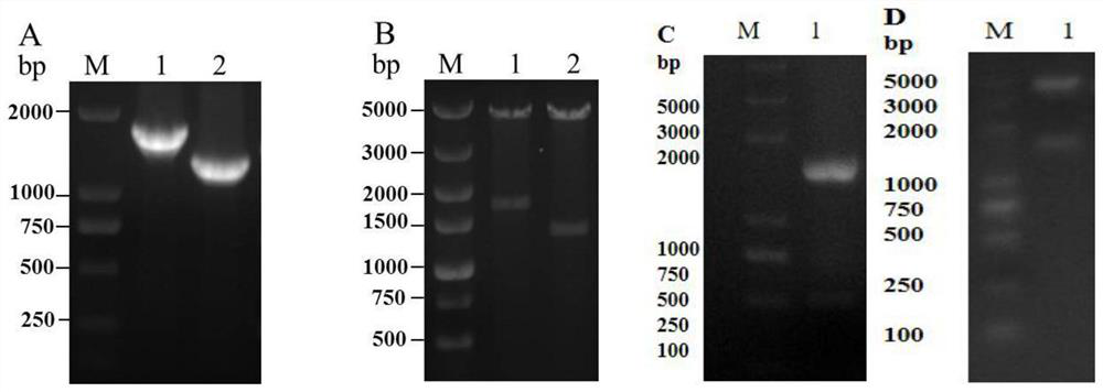 Actinobacillus pleuropneumoniae subunit vaccine