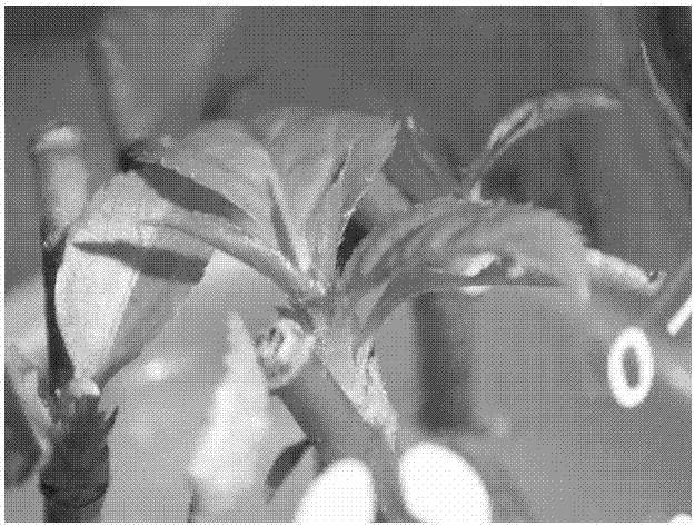 High-efficiency tissue culturing and rapid propagating method of apple stock Qingzhen 1 seed tree