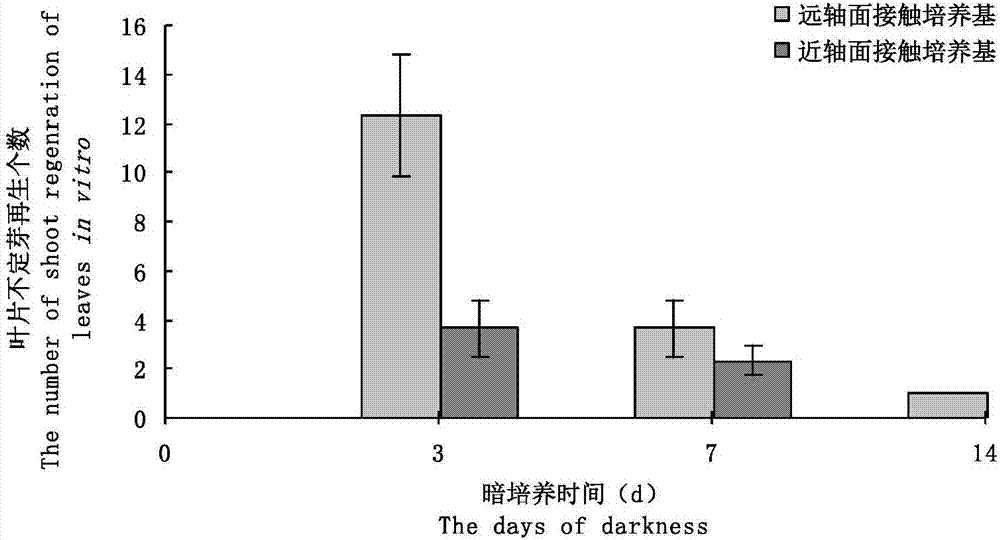 High-efficiency tissue culturing and rapid propagating method of apple stock Qingzhen 1 seed tree