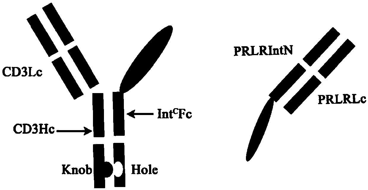 CD 3 and PRLR bispecific antibody and construction and application thereof