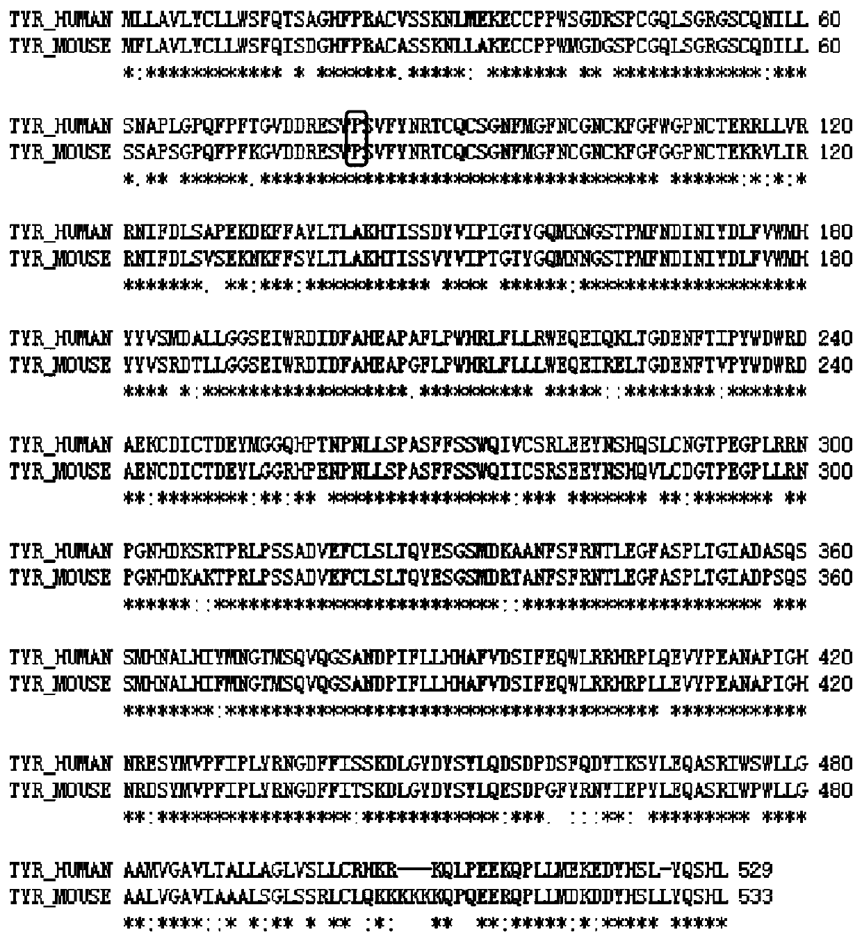 sgRNA guide sequence of specific targeting mouse Tyr gene and application thereof
