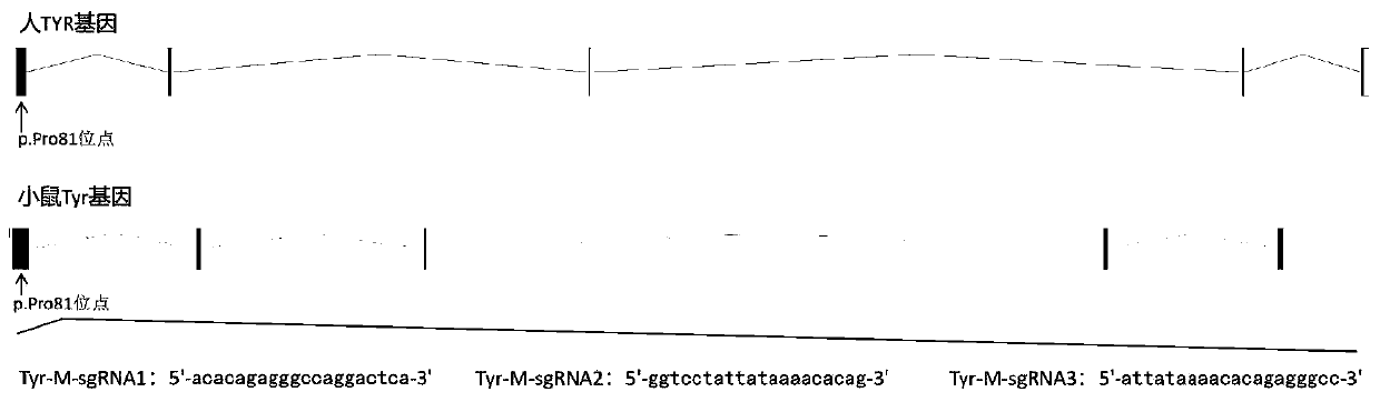 sgRNA guide sequence of specific targeting mouse Tyr gene and application thereof