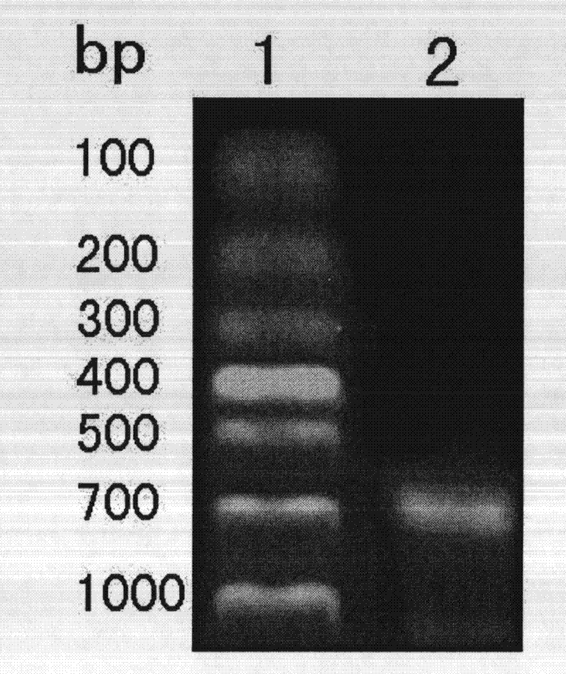 Indirect blocking ELISA (Enzyme-Linked Immuno Sorbent Assay) detection kit of antibody of porcine torque teno virus type II