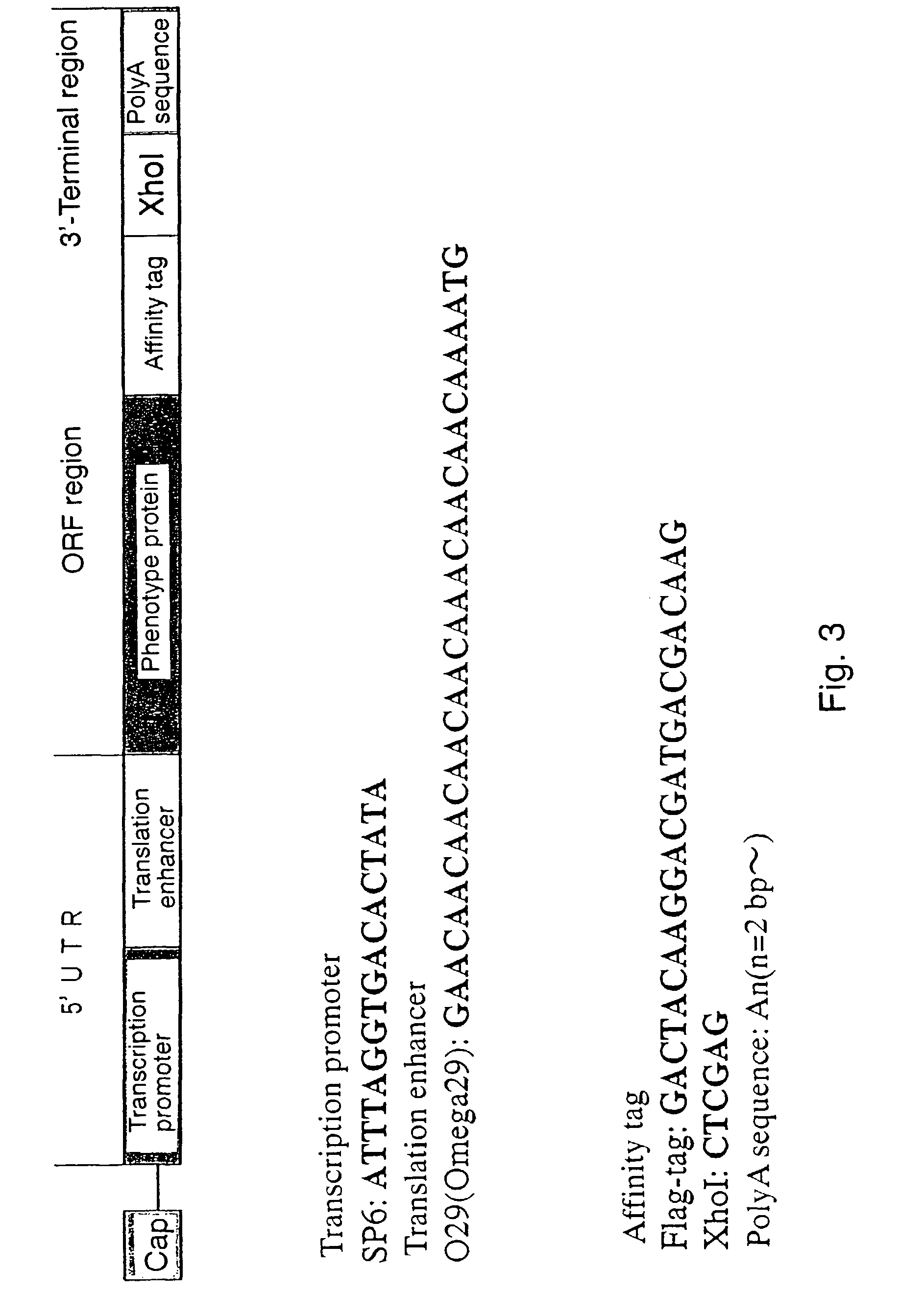 Molecule for assigning genotype to phenotype and components thereof as well as method for constructing assigning molecule and method for utilizing assigning molecule