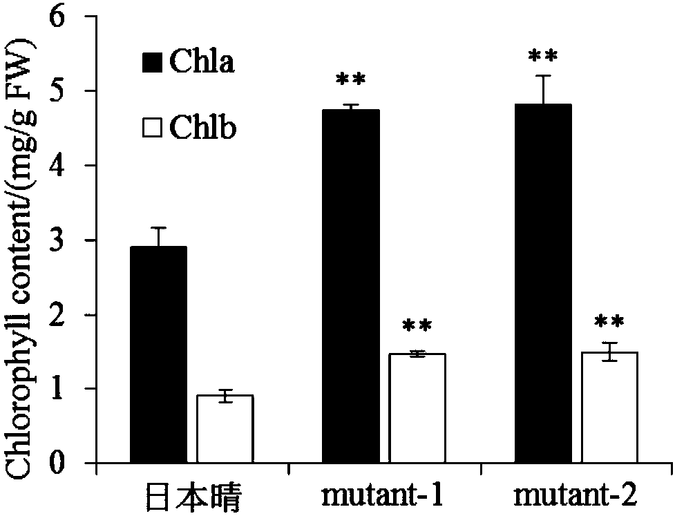 Gene for high photosynthetic efficiency of paddy rice and application of gene