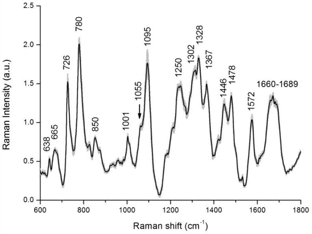 Raman spectrum-based fast measurement method for motile sperm deoxyribonucleic acid (DNA)