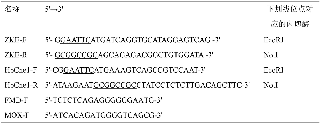 Recombinant hansenula polymorpha capable of expressing Zika virus E protein under assistance of molecular chaperone and construction method of recombinant hansenula polymorpha