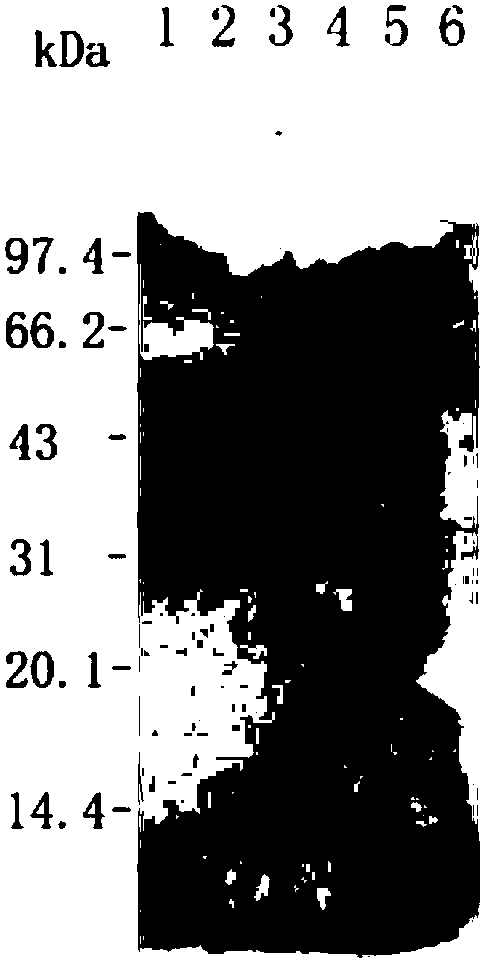 Recombinant hansenula polymorpha capable of expressing Zika virus E protein under assistance of molecular chaperone and construction method of recombinant hansenula polymorpha