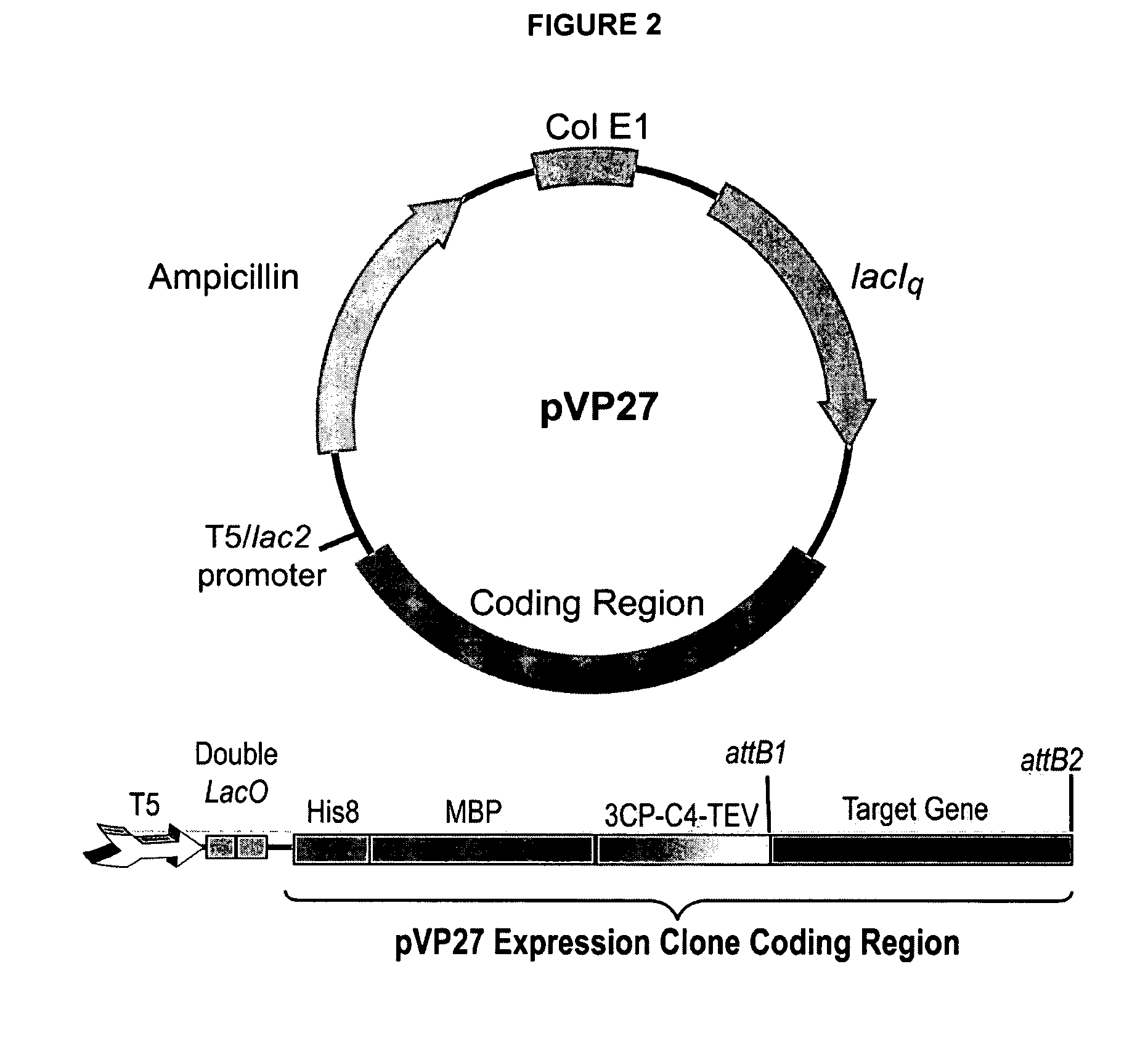 Enhanced protein expression using auto-induction media