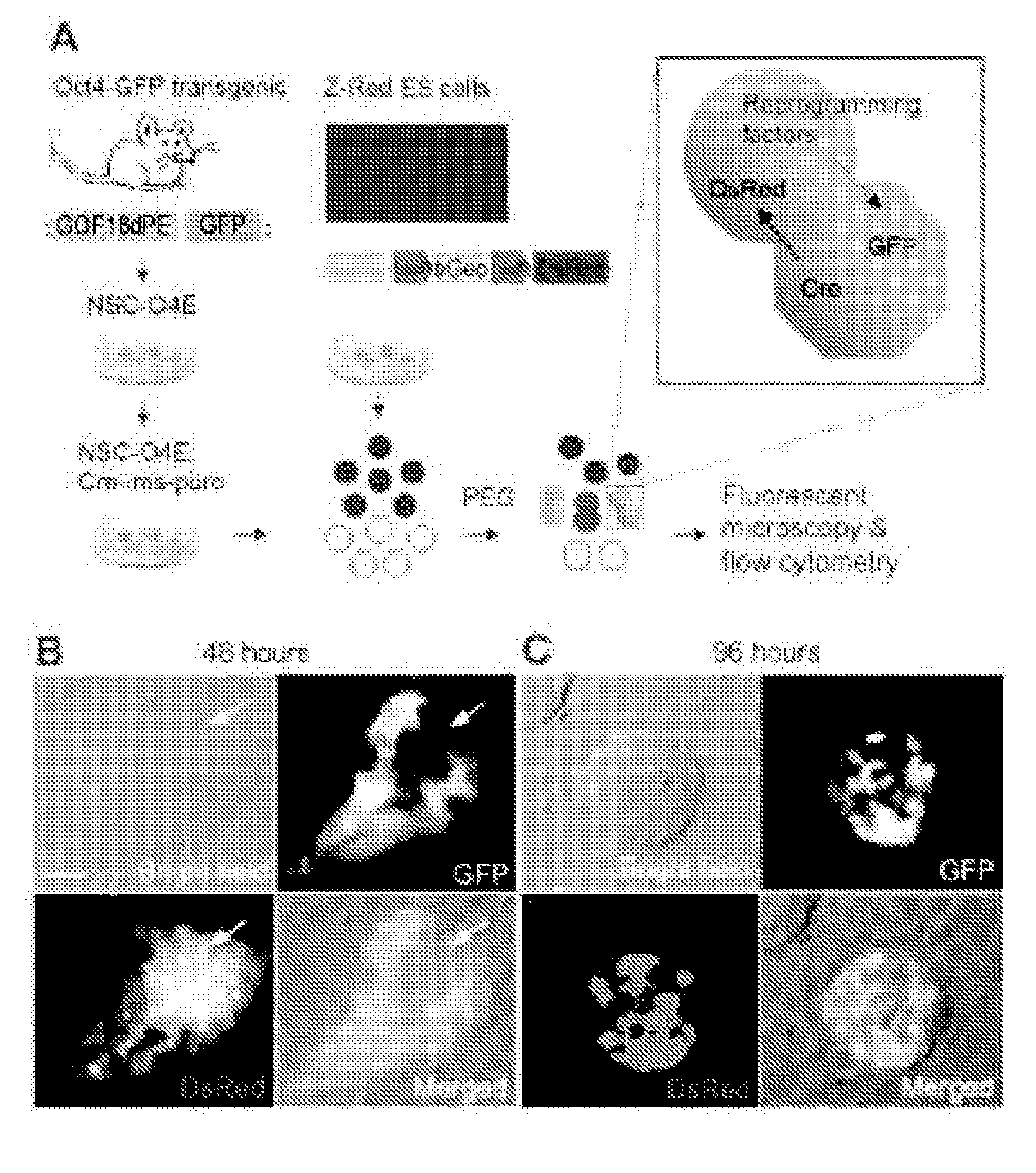 Methods for promoting fusion and reprogramming of somatic cells