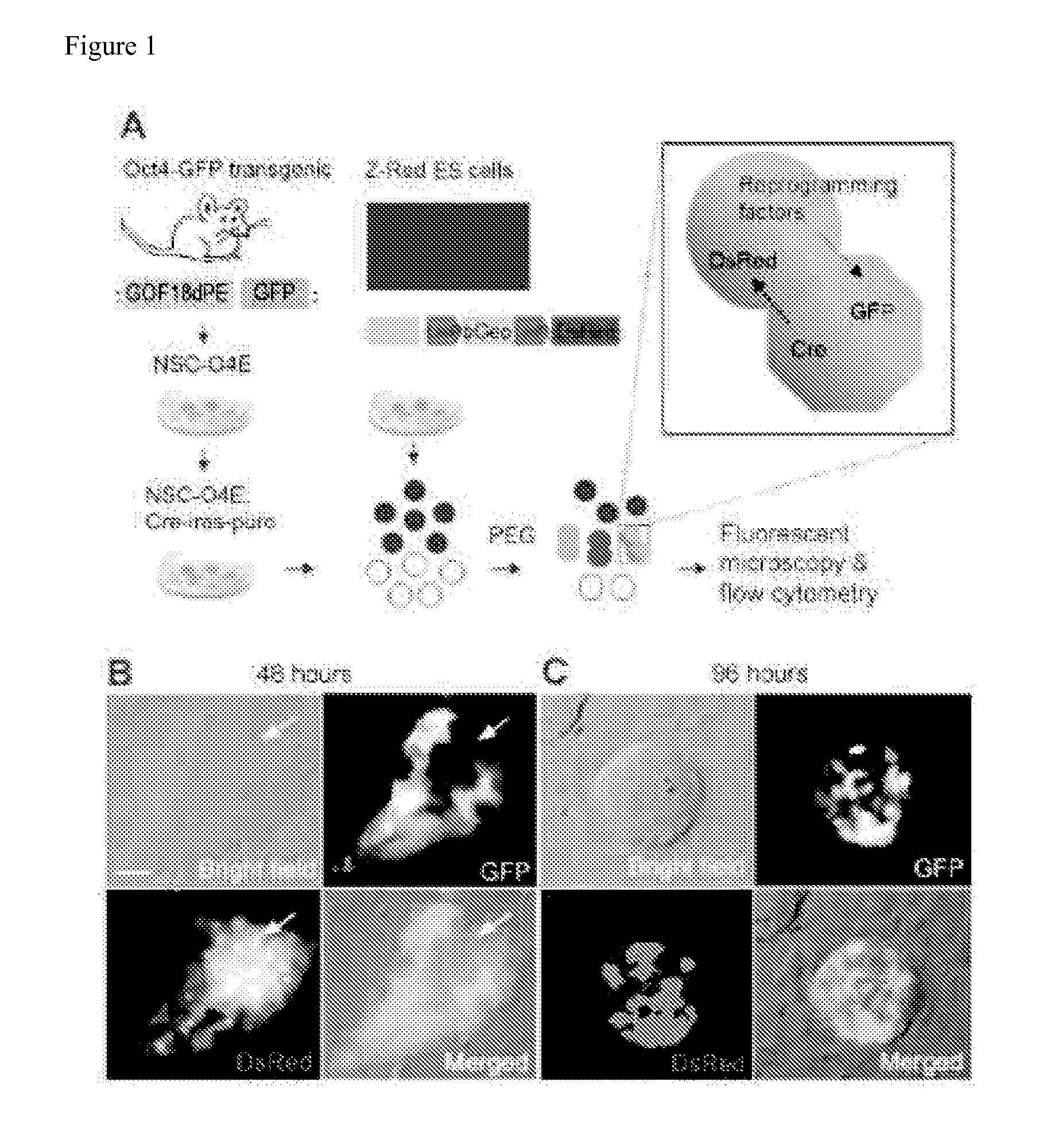 Methods for promoting fusion and reprogramming of somatic cells