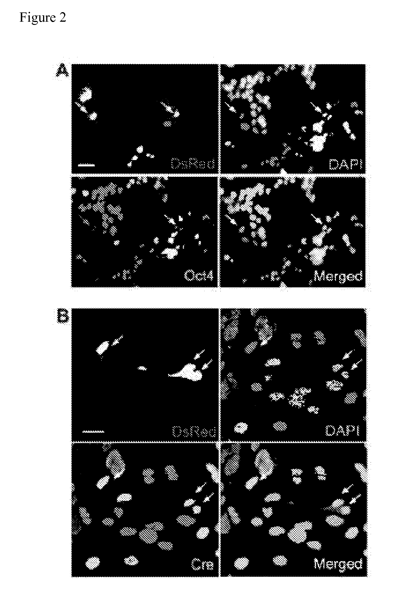 Methods for promoting fusion and reprogramming of somatic cells