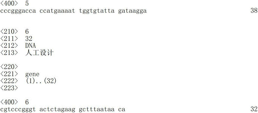 Streptococcus iniae trivalent DNA vaccine and construction method thereof