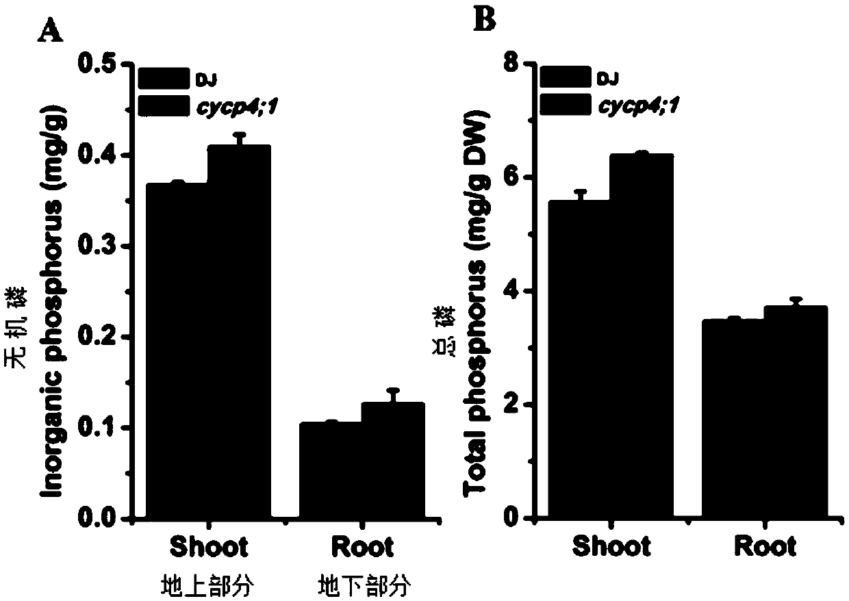Application of rice cell cycle protein OsCYCP4;1 and method for improving deficient phosphorus stress resistance of rice