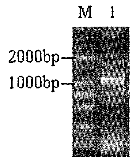 Beta-xylosidase and encoding gene and application thereof