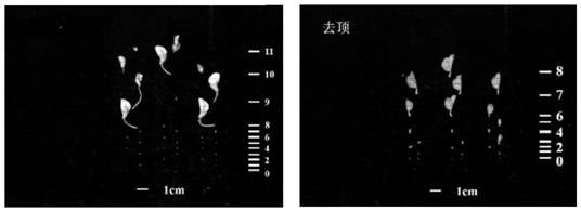 Method for evaluating growth condition of peas