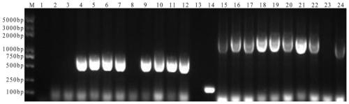 A kind of subunit vaccine for preventing type 4 avian adenovirus and its preparation method and application