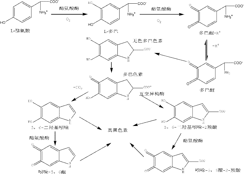 Method for preparing melanin and precursors thereof by utilizing complex enzyme