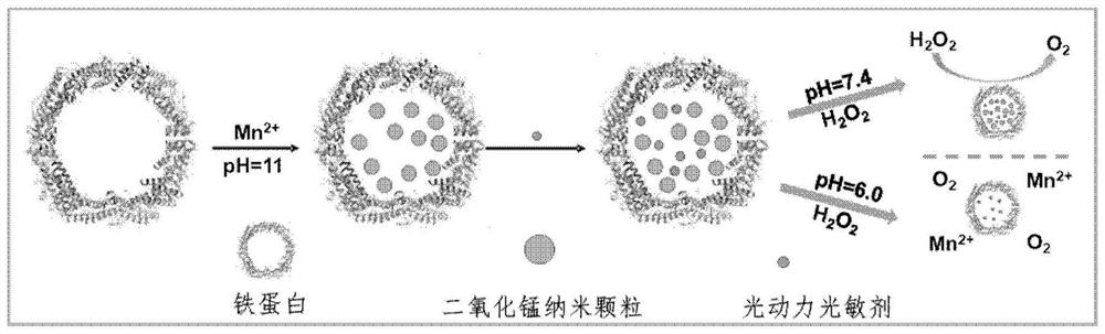 Ferritin photodynamic nanoreactor capable of automatically producing oxygen as well as preparation method and application of ferritin photodynamic nanoreactor