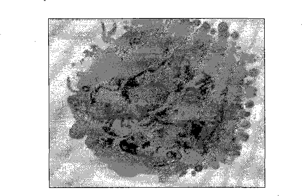 Method for separating and cultivating porcine marrow endothelial progenitor cell