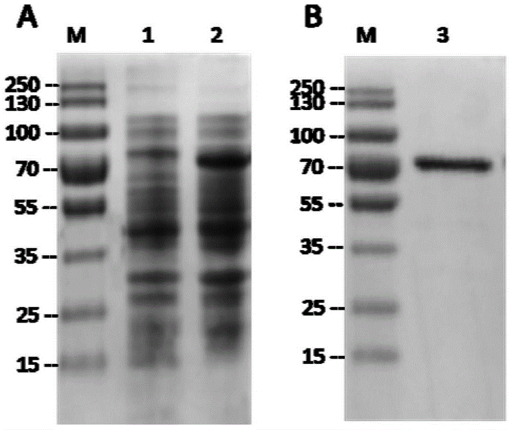 Application of pseudoalteromonas recombinant aminopeptidase