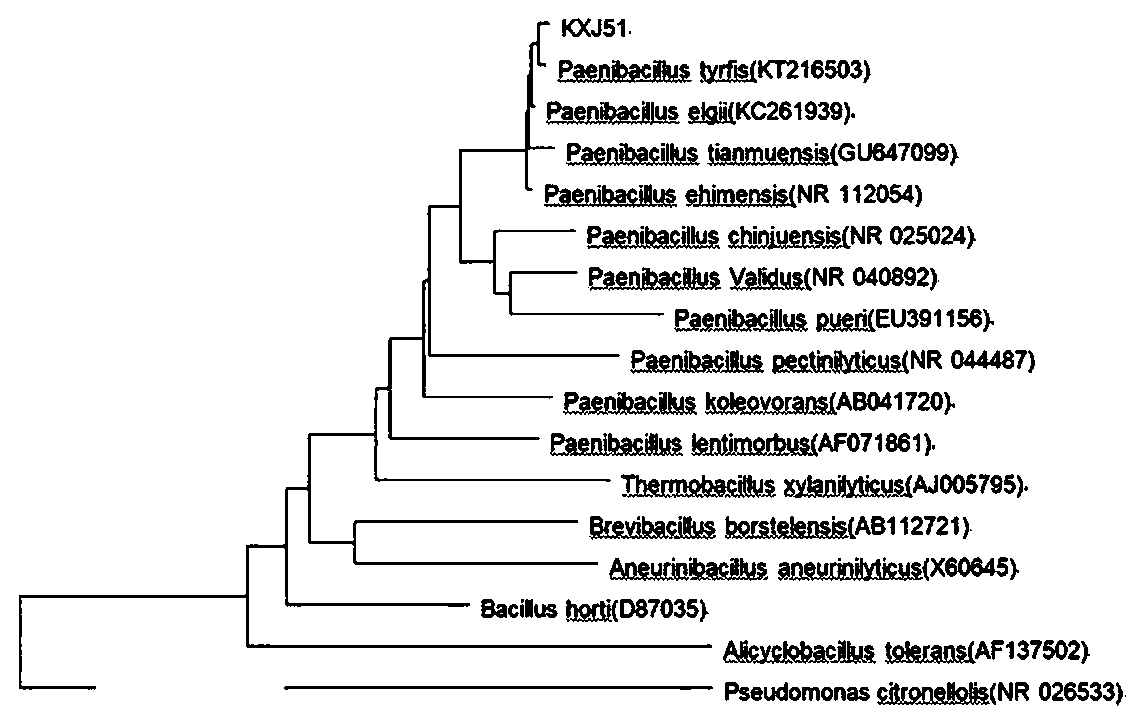 Preparation method of Paenibacillus and biological control preparation thereof