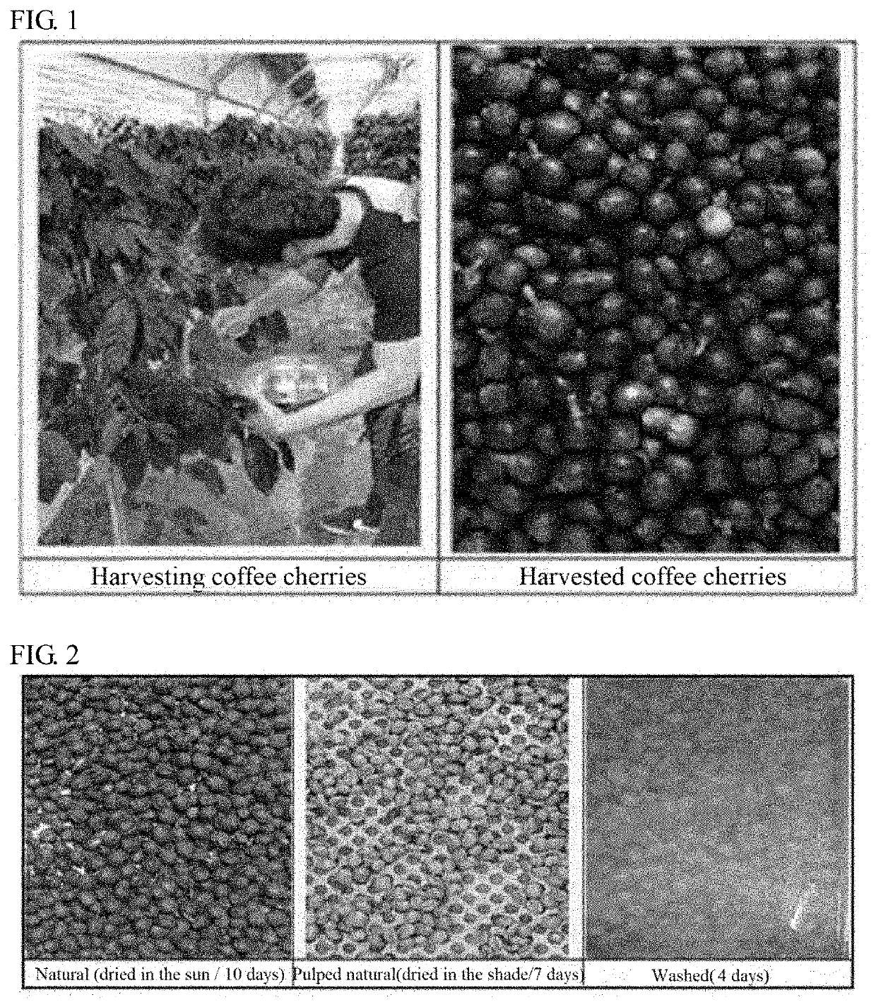 Method for processing coffee cherries using deep sea water and microorganisms