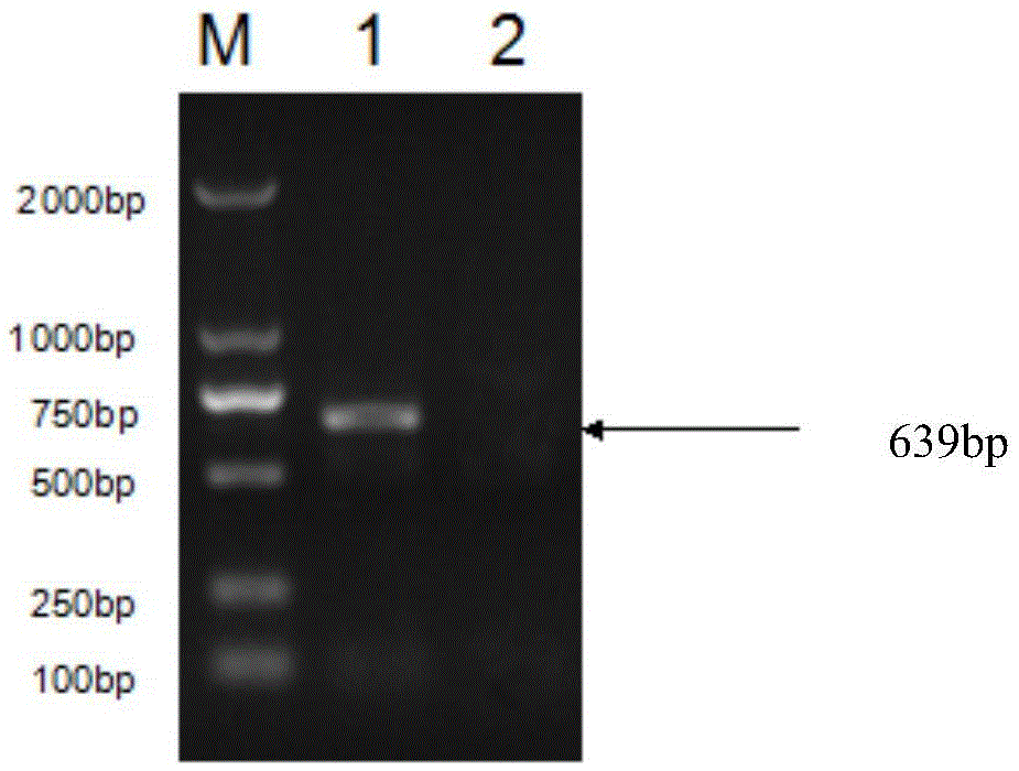 African swine fever P30 protein recombinant baculovirus expression vector and preparation method thereof
