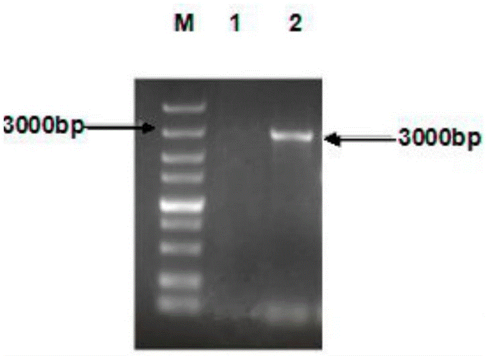 African swine fever P30 protein recombinant baculovirus expression vector and preparation method thereof