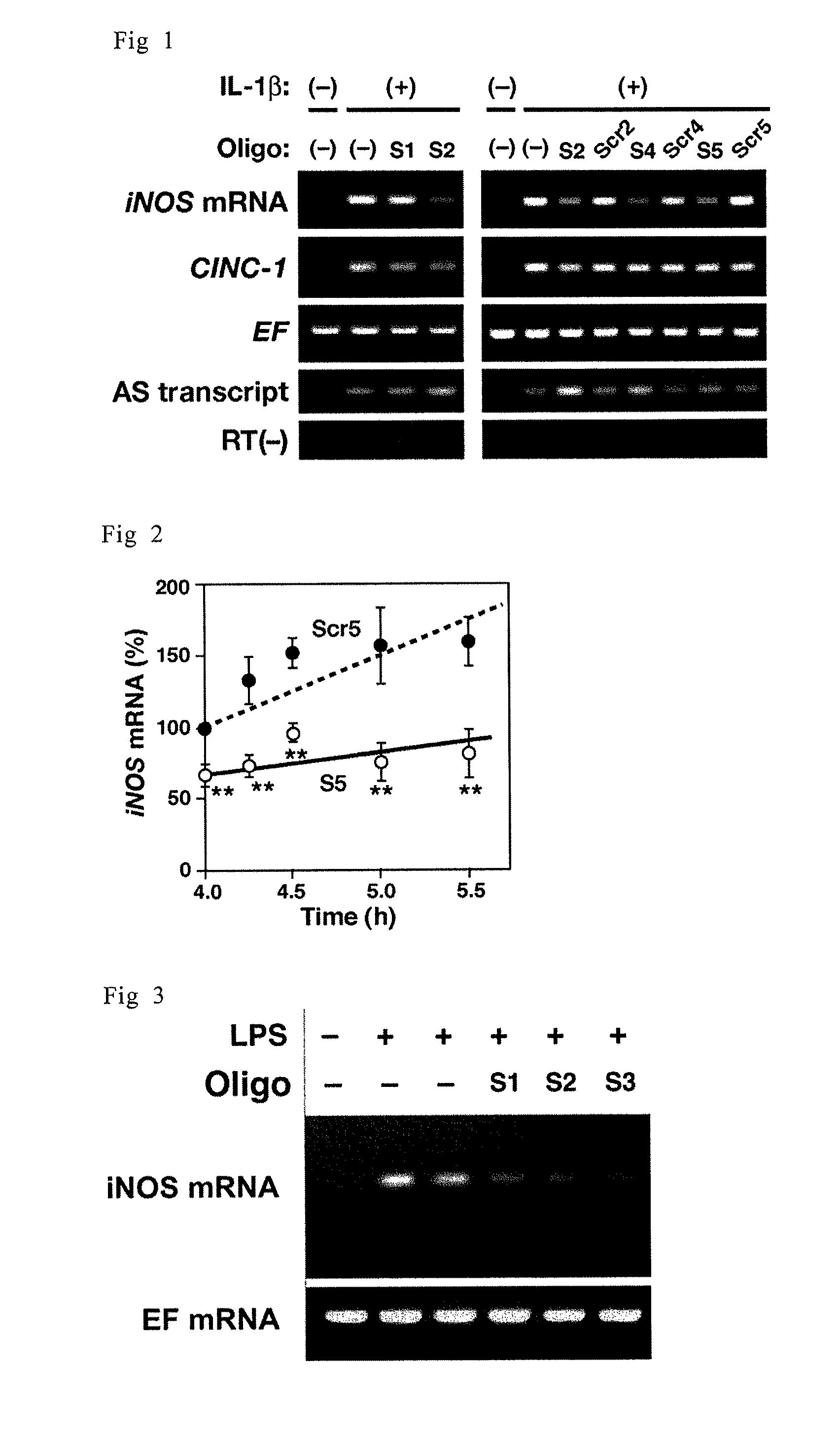 Sense oligonucleotide capable of controlling the expression of iNOS and composition comprising the same