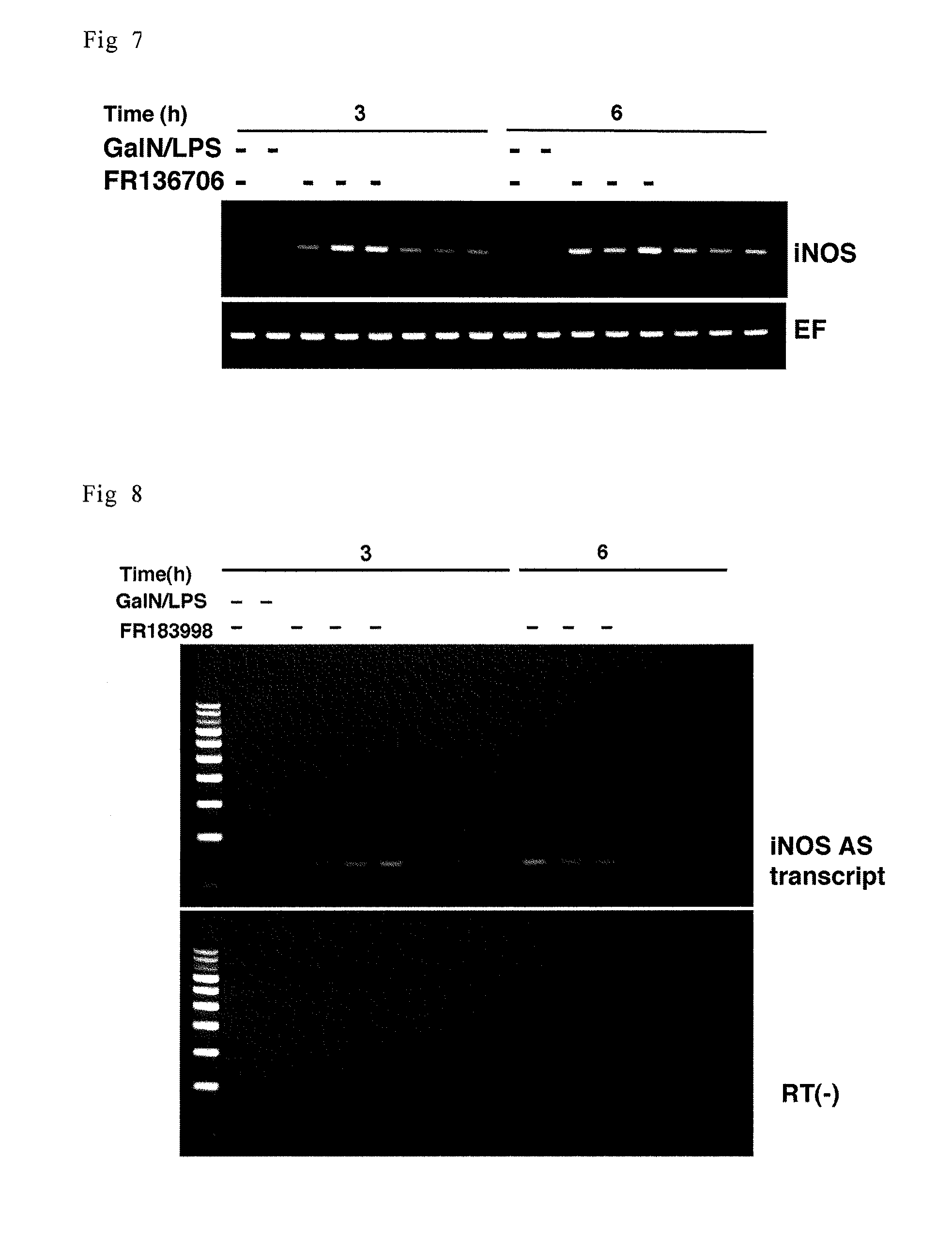 Sense oligonucleotide capable of controlling the expression of iNOS and composition comprising the same